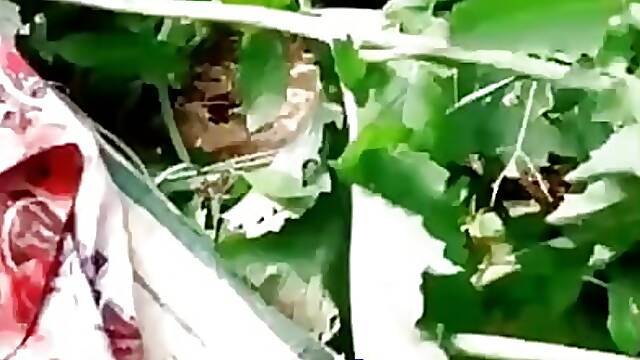 Indian Shop Maid Cheating Sex with Owner at Outdoor Farm